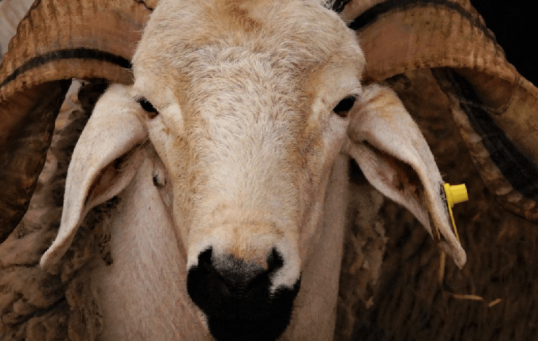 Aïd El-Adha en Mauritanie : Fièvre des prix sur le marché du bétail