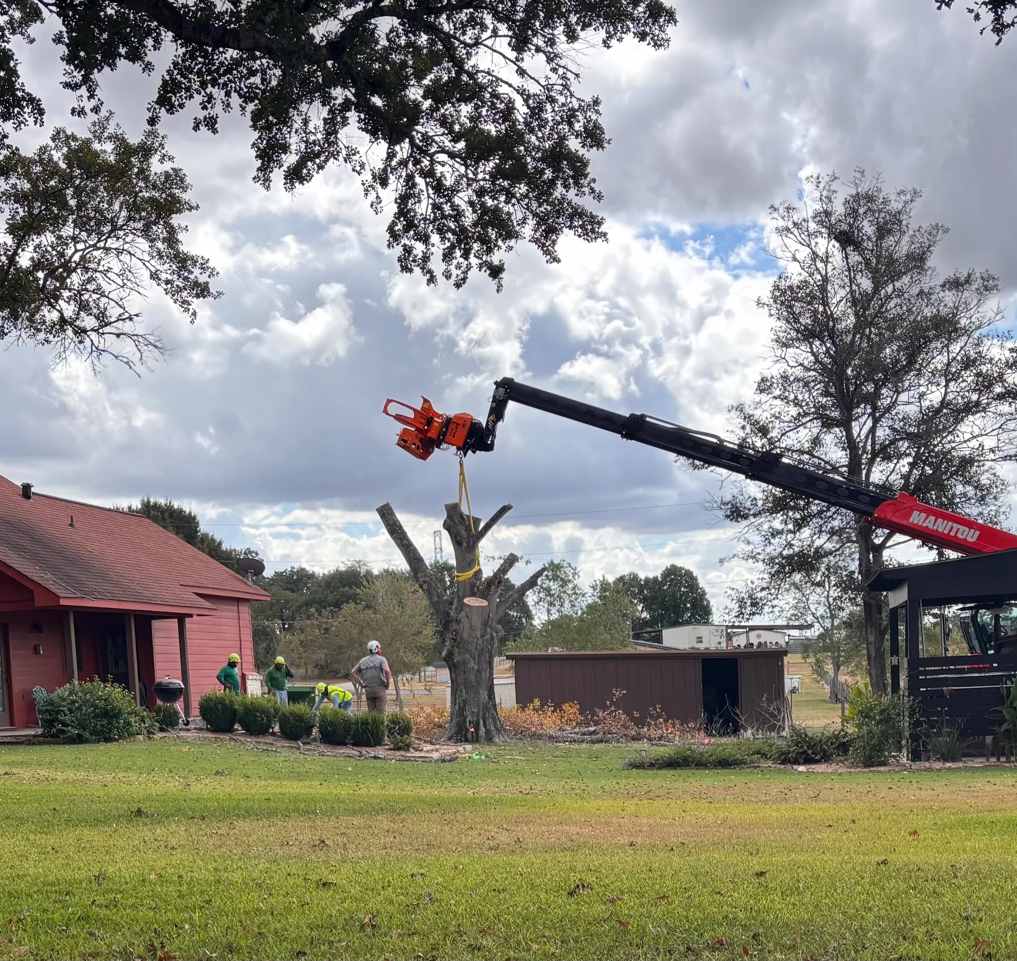 Tree removal