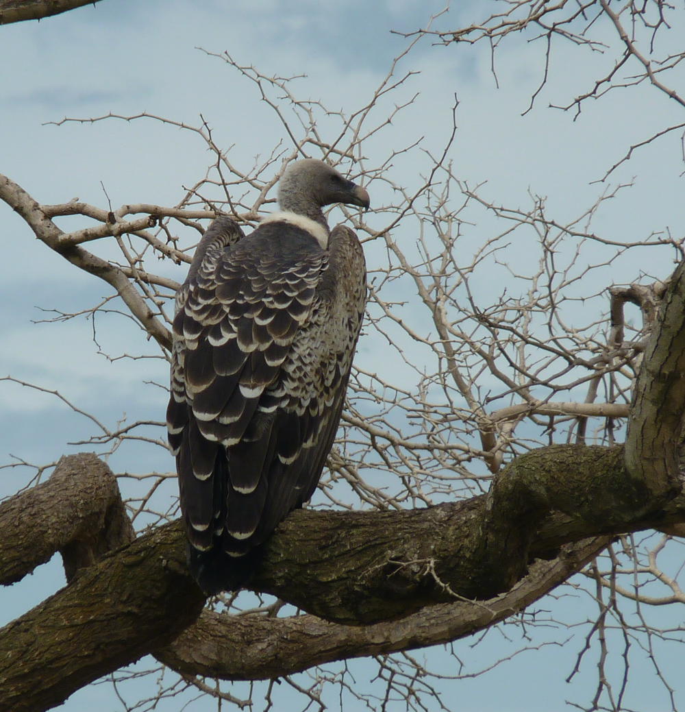 Ruppell's Vulture / Vautour de Ruppell