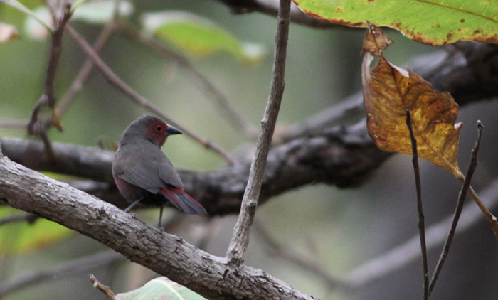 Amarante du Kulikoro / Mali Firefinch, Dindefela (S. Cavailles)