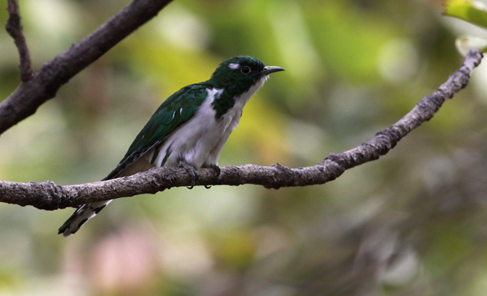 Klaas's Cuckoo / Coucou de Klaas (S. Cavailles)