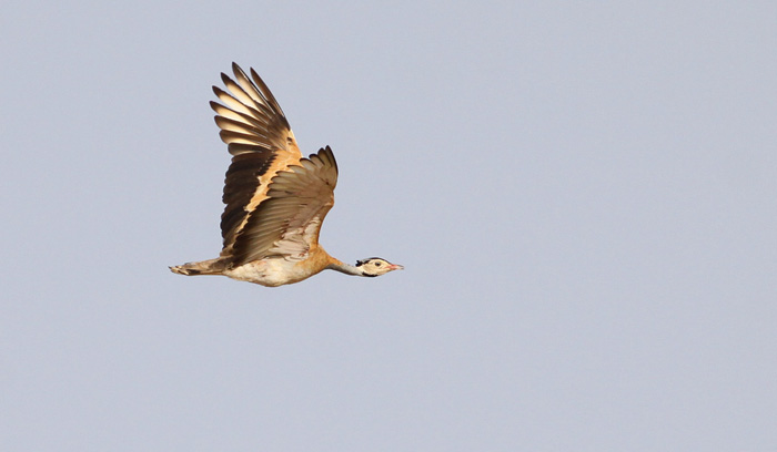 Outarde du Sénégal – White-bellied Bustard (S. Cavaillès)