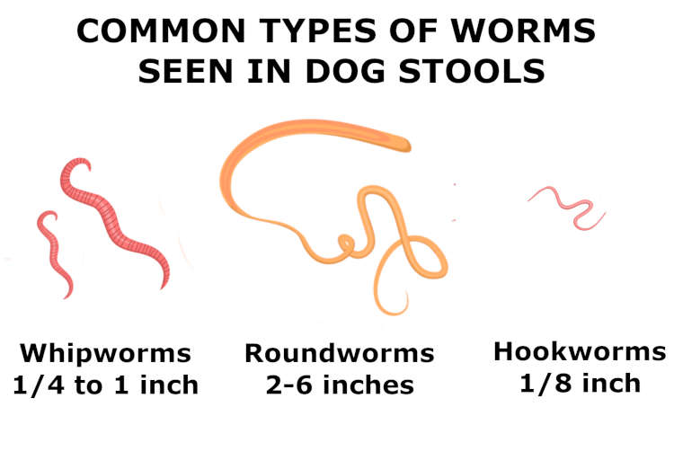 Worms in dog poop? pictures of hookworms, roundworms, whipworms & tapeworms