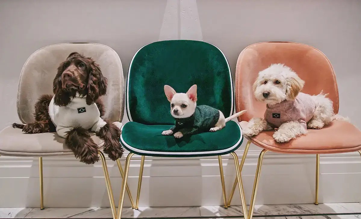 Nice glam pets show profile on chairs arranged for a public performance
