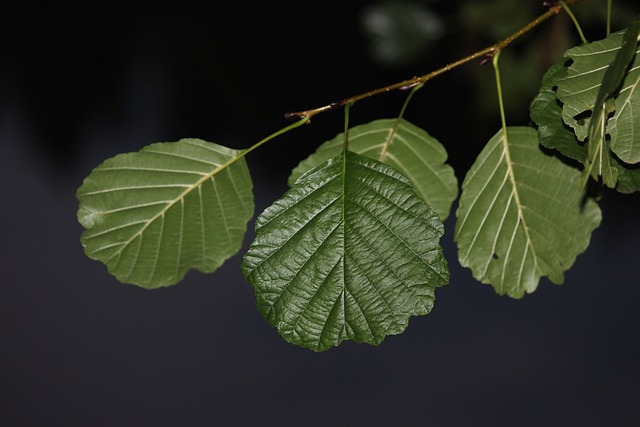 Alder Tree Ogham Symbolism Magical Properties