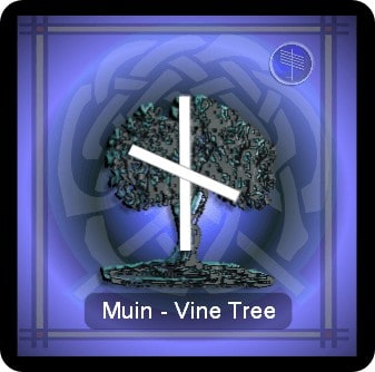 vine