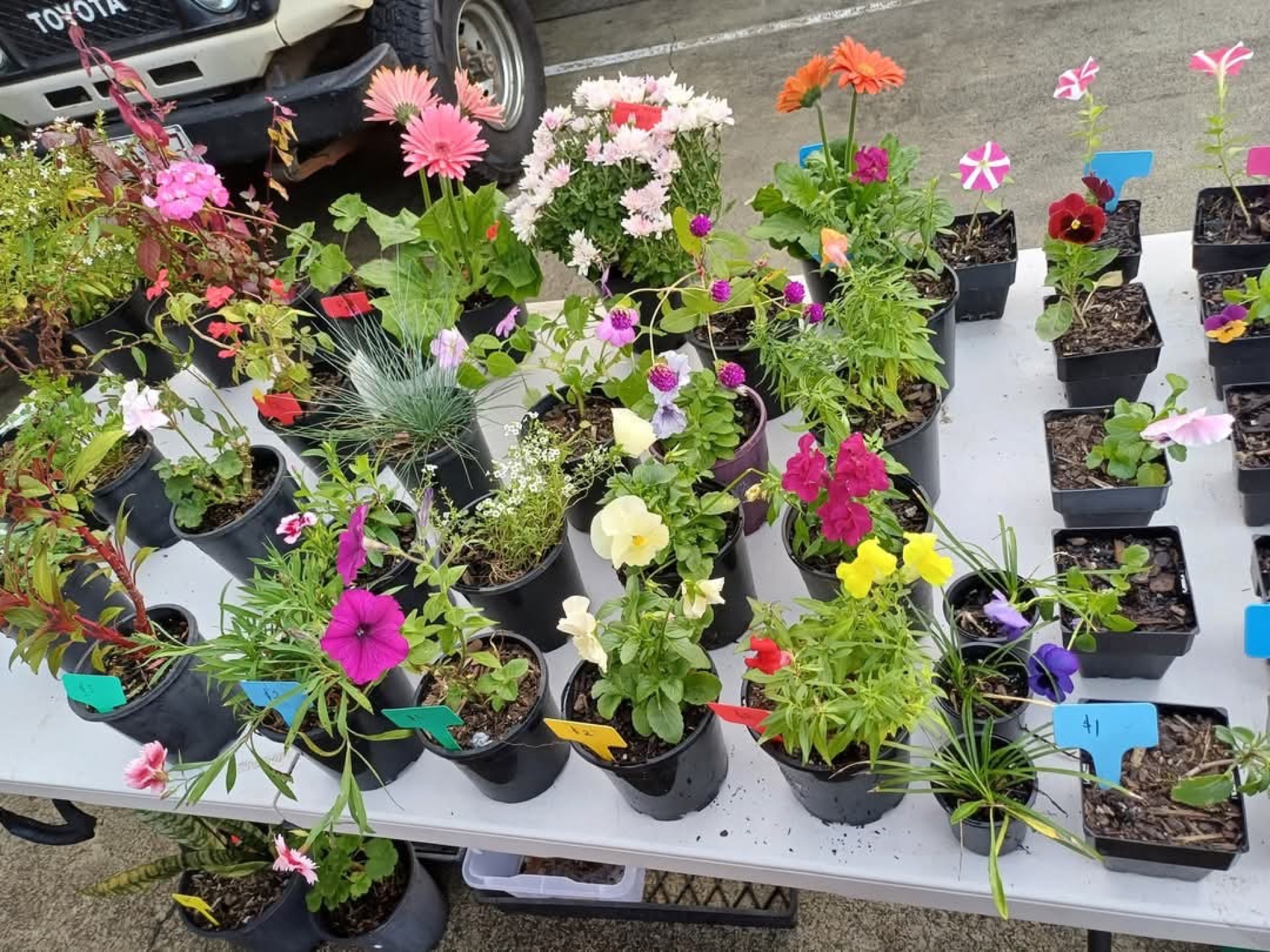 Burpengary Market boosts local buzz