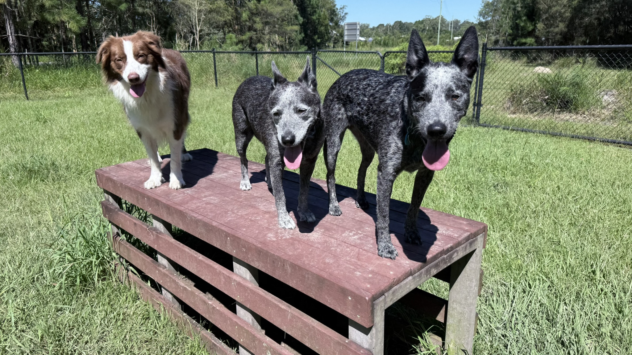 More dog parks for Moreton