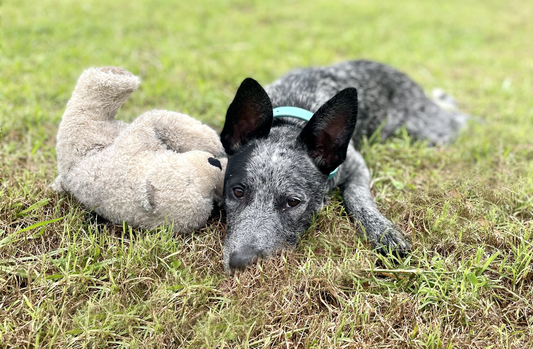 Council cuts rego tags