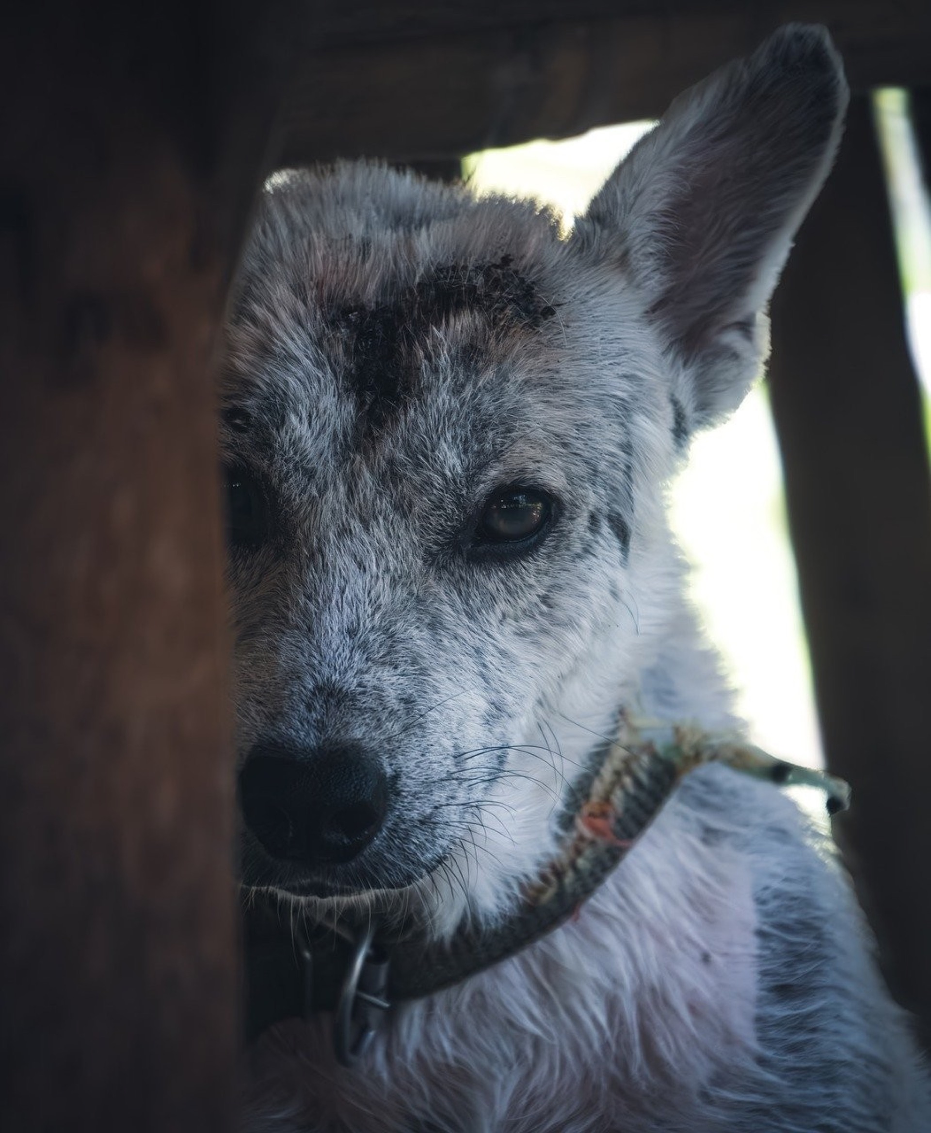 Pet abandonment spikes over Chrissy
