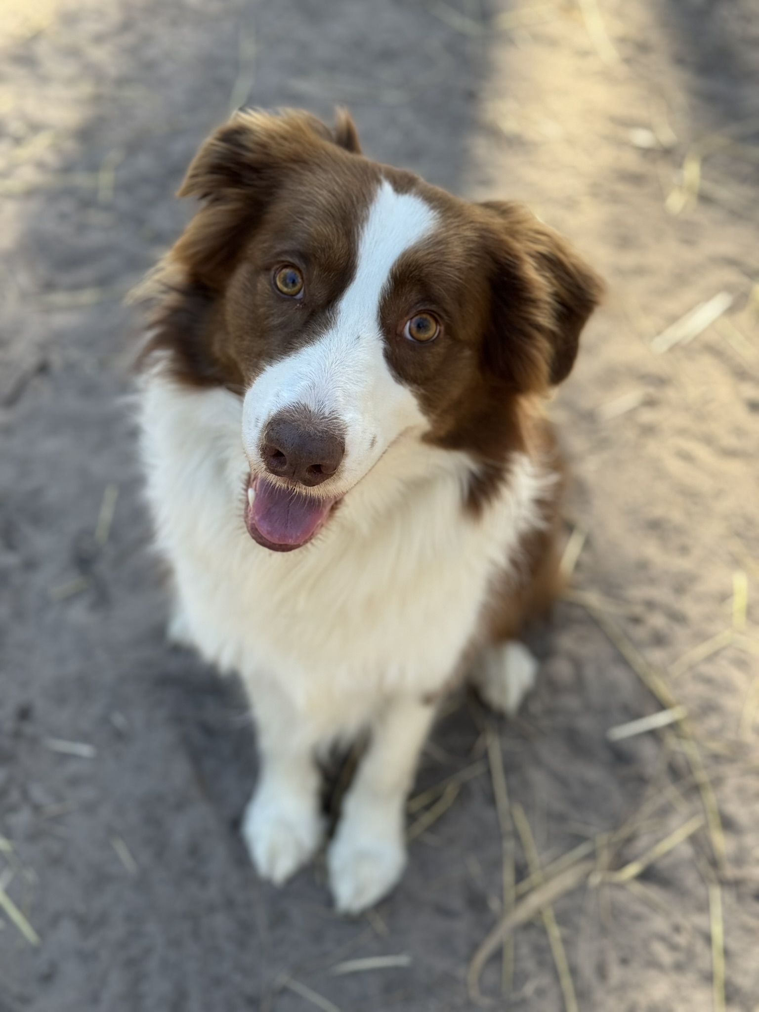 Collies lead the pack in Moreton