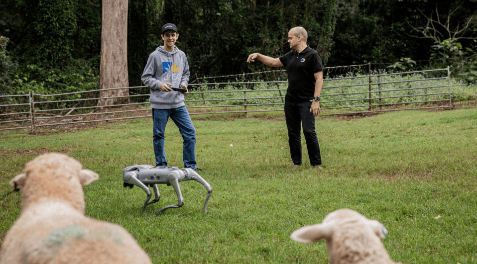 Robodogs herd sheep in UniSC research project