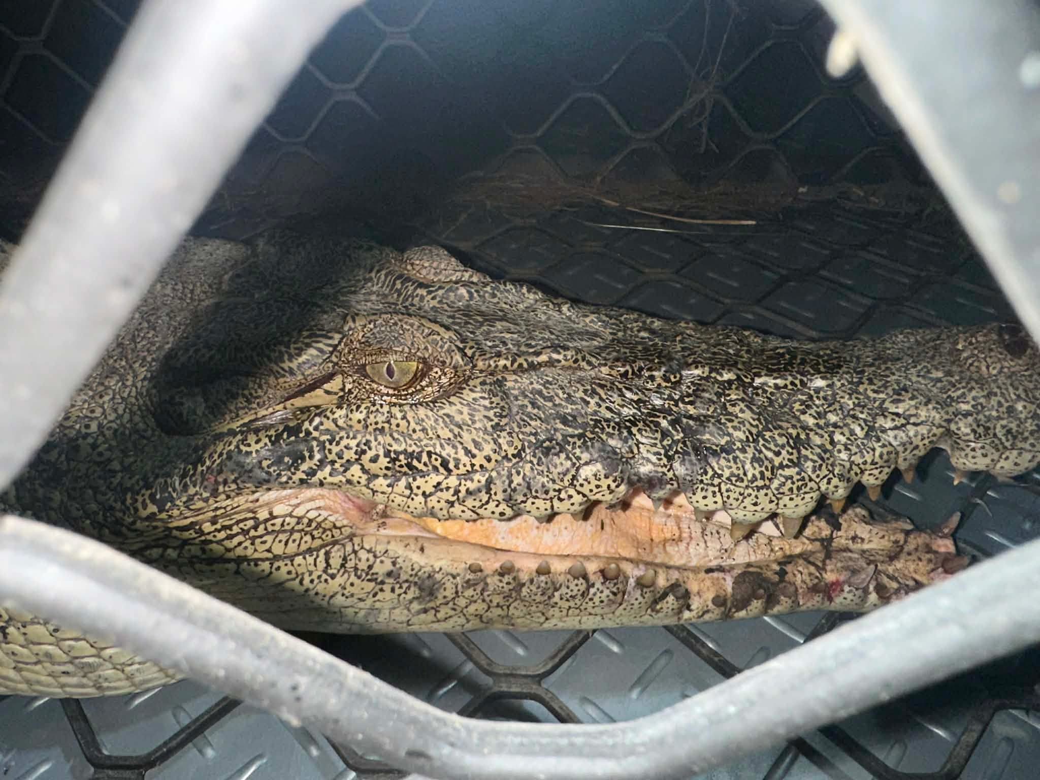 A croc shock near Esk