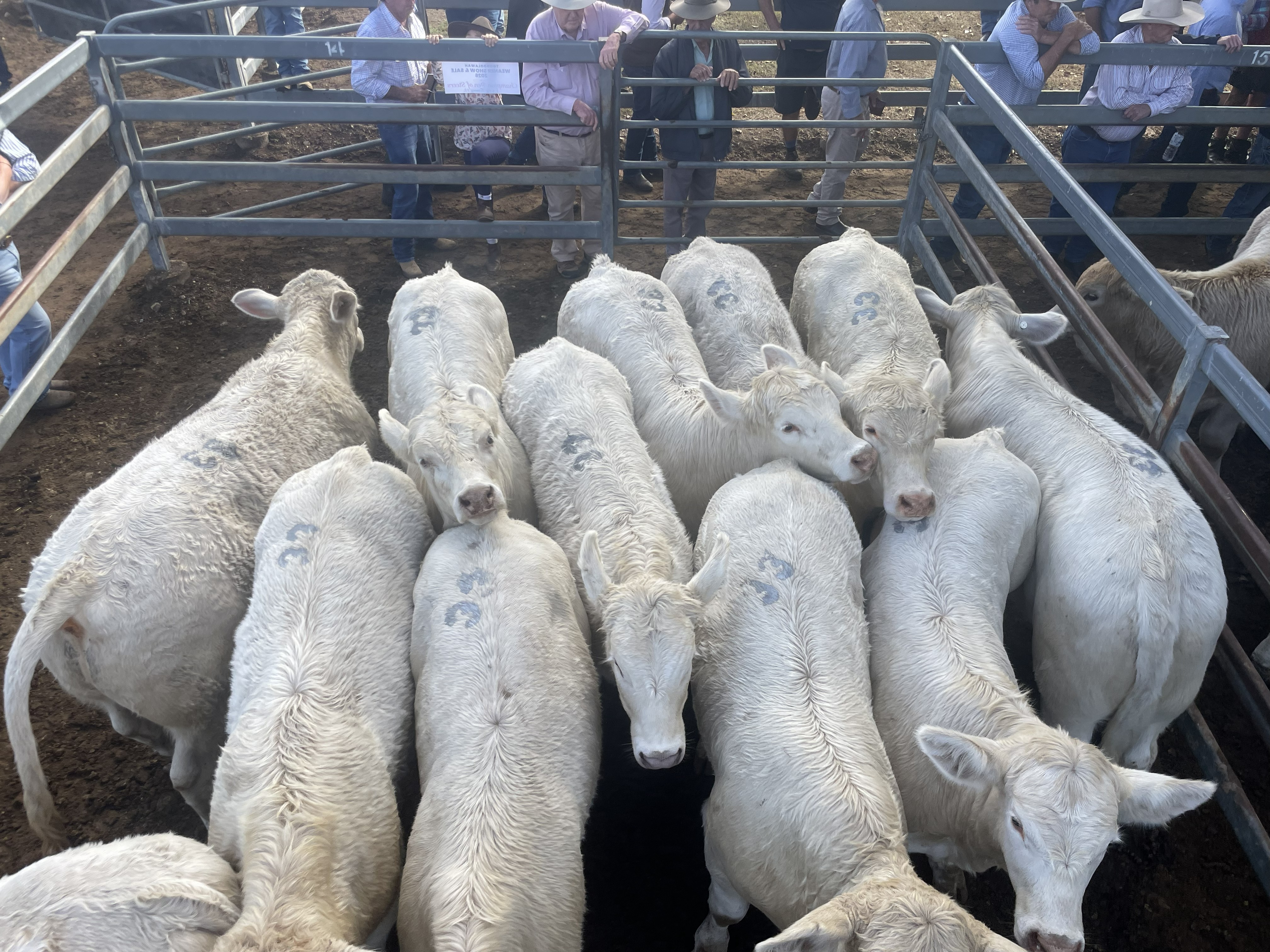 Weaner Steers Top at $1850/Head at the Annual Toogoolawah Weaner Show and Sale