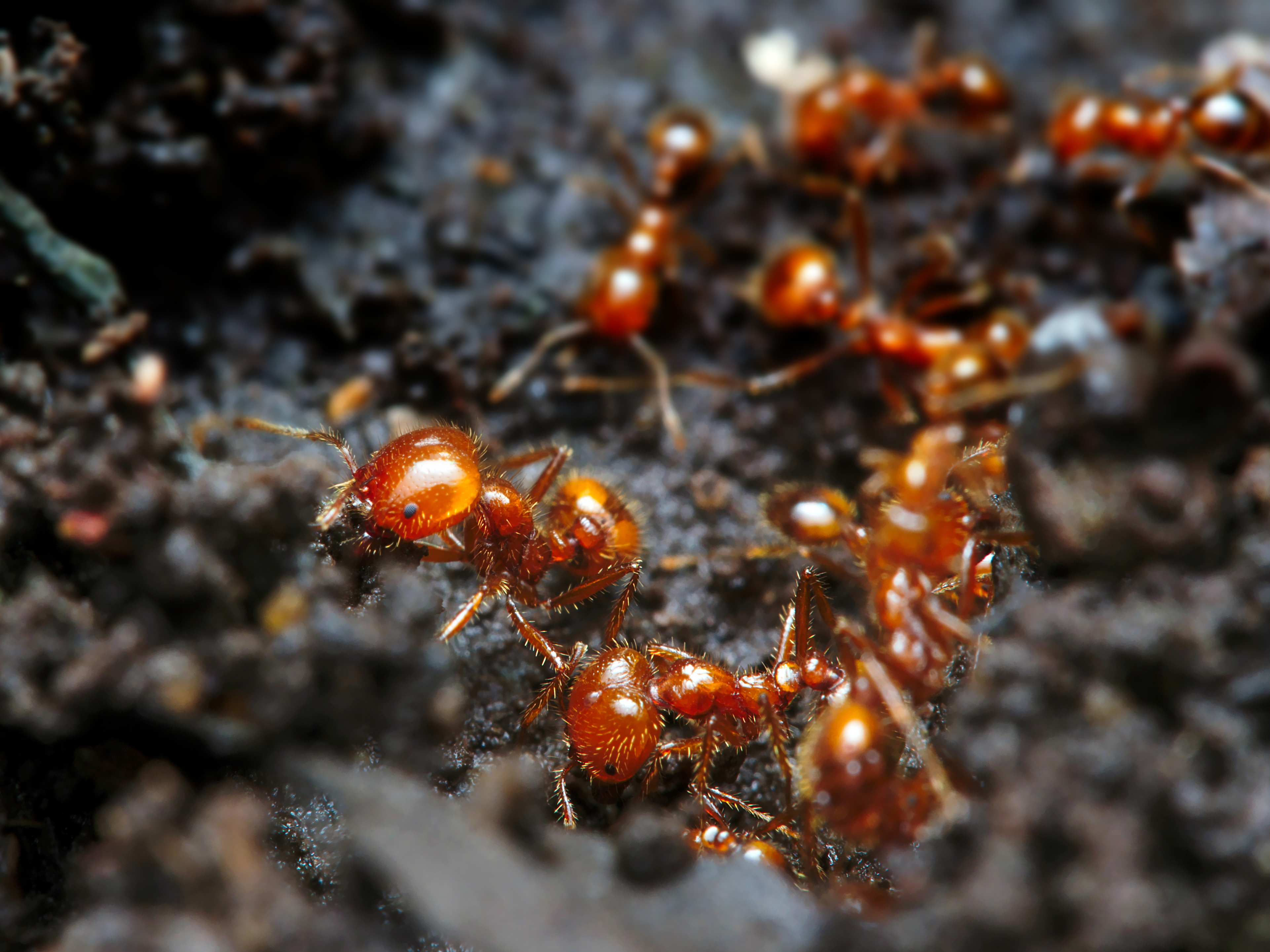 Somerset calls for funding to finish the fire ant fight