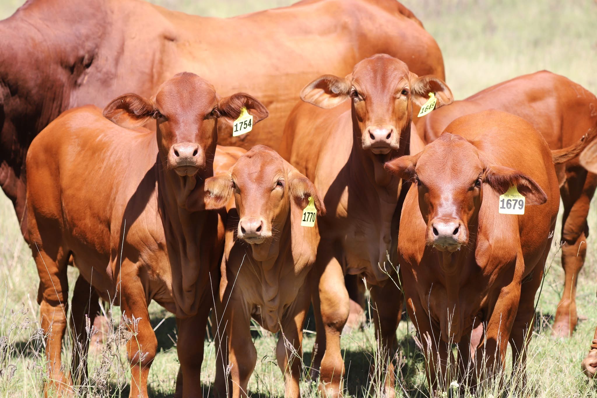 Droughtmaster bulls and females for sale