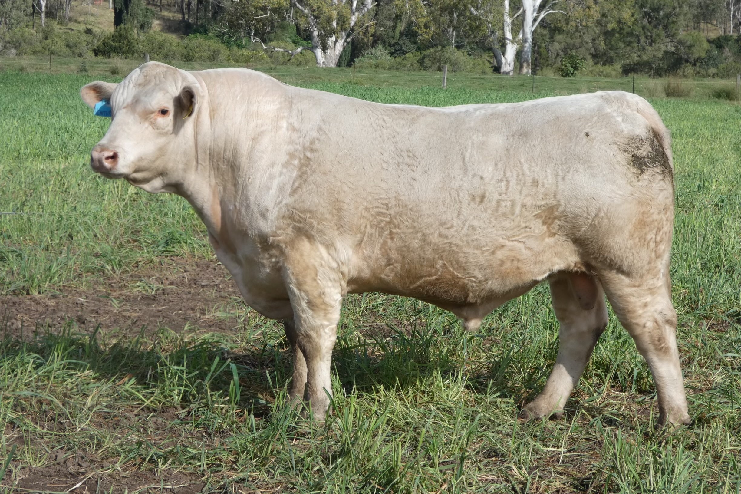 Coolabunia Classic Bull Sale