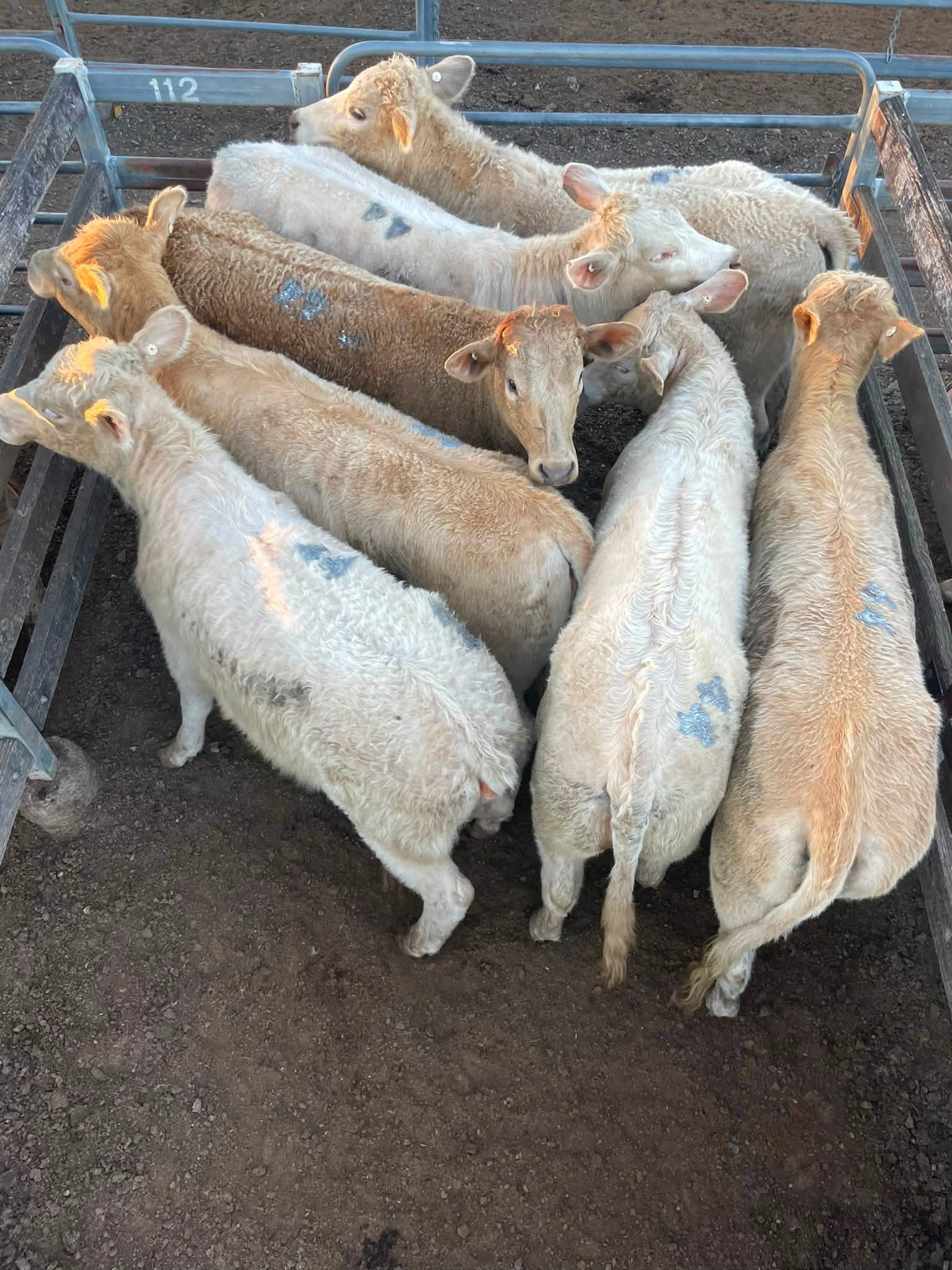 Santa X Feeder Steers sell to $2470/head at Toogoolawah