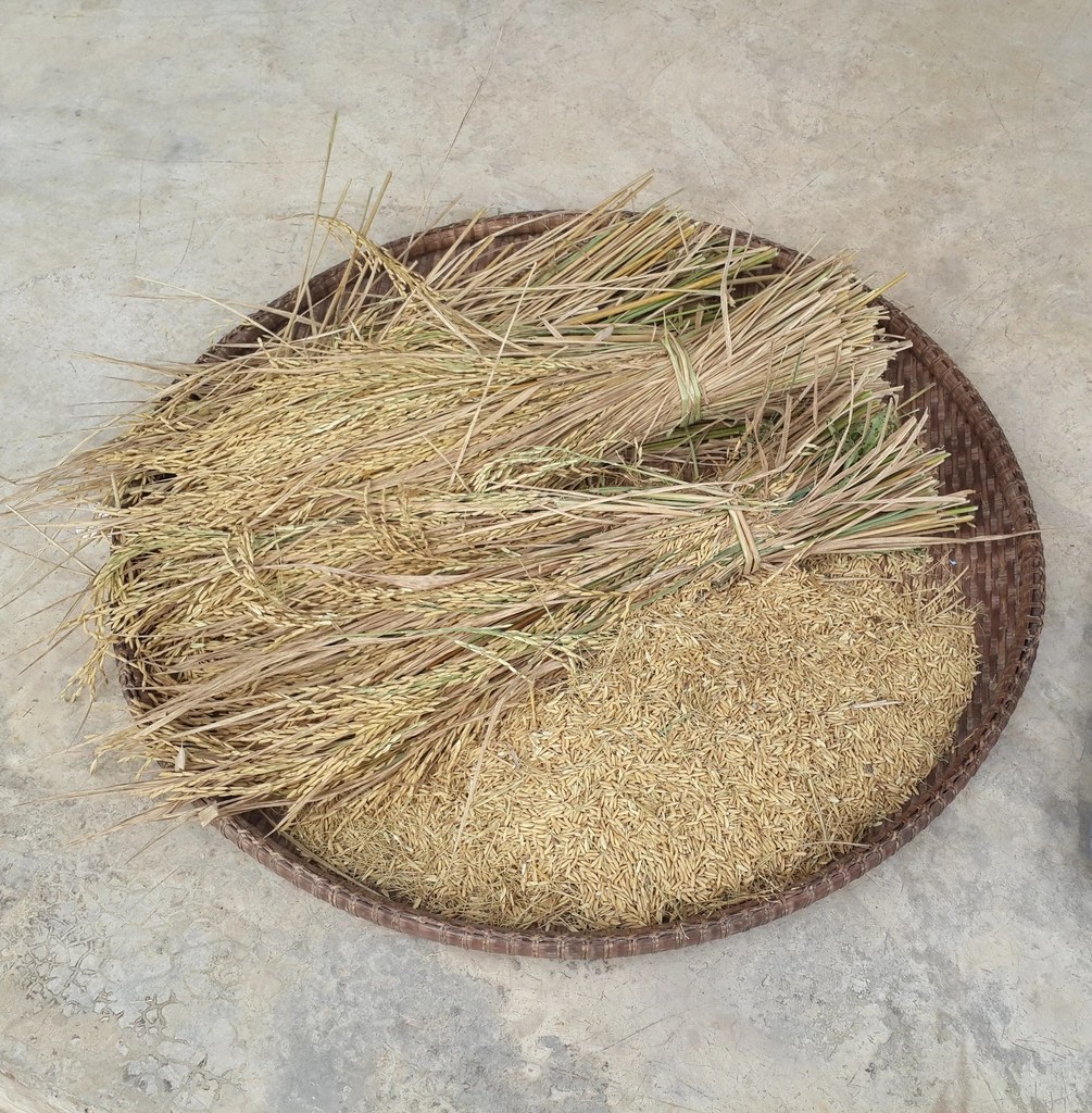 référencement naturel local