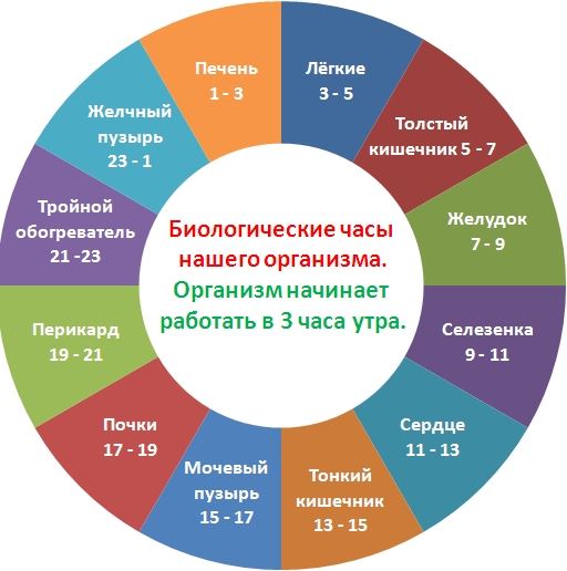 Циркадные биоритмы человека. Расчет биоритмов, биоритмы онлайн. Суточный биоритм человека и его сон