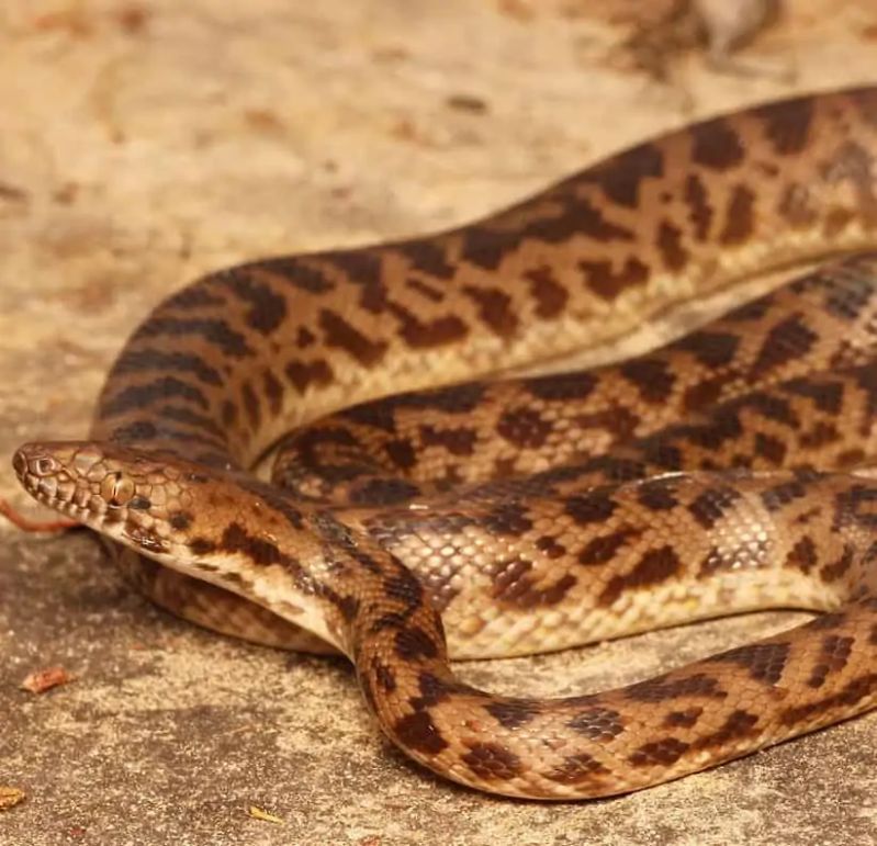 Spotted Python Snake Catchers Brisbane - Premium Landscape Image - Full HD