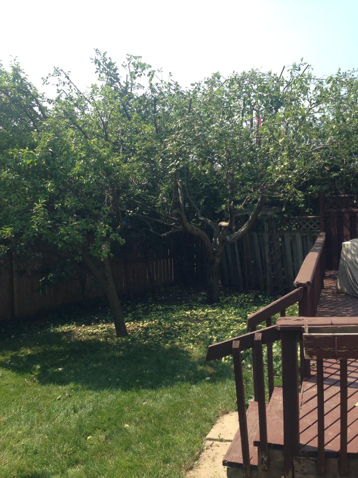 How To Grow And Care For Peach Trees