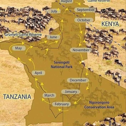 Map Of Serengeti National Park Wildebeest Migration Map 