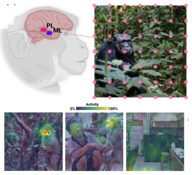 Neuroharmonics Github - Creative Ultra HD Nature Arts | Free Download