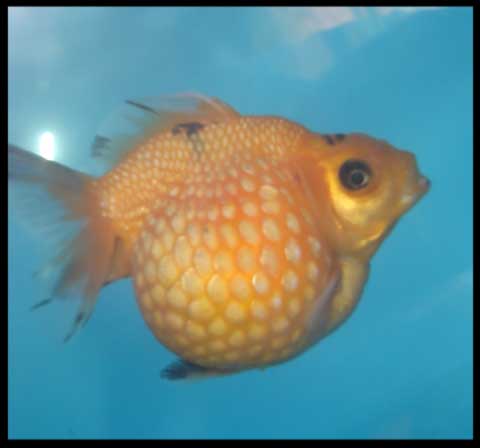 Download Gratis Gambar Ikan Mutiara Serunigarden S Weblog Terupdate by Lampung Hits