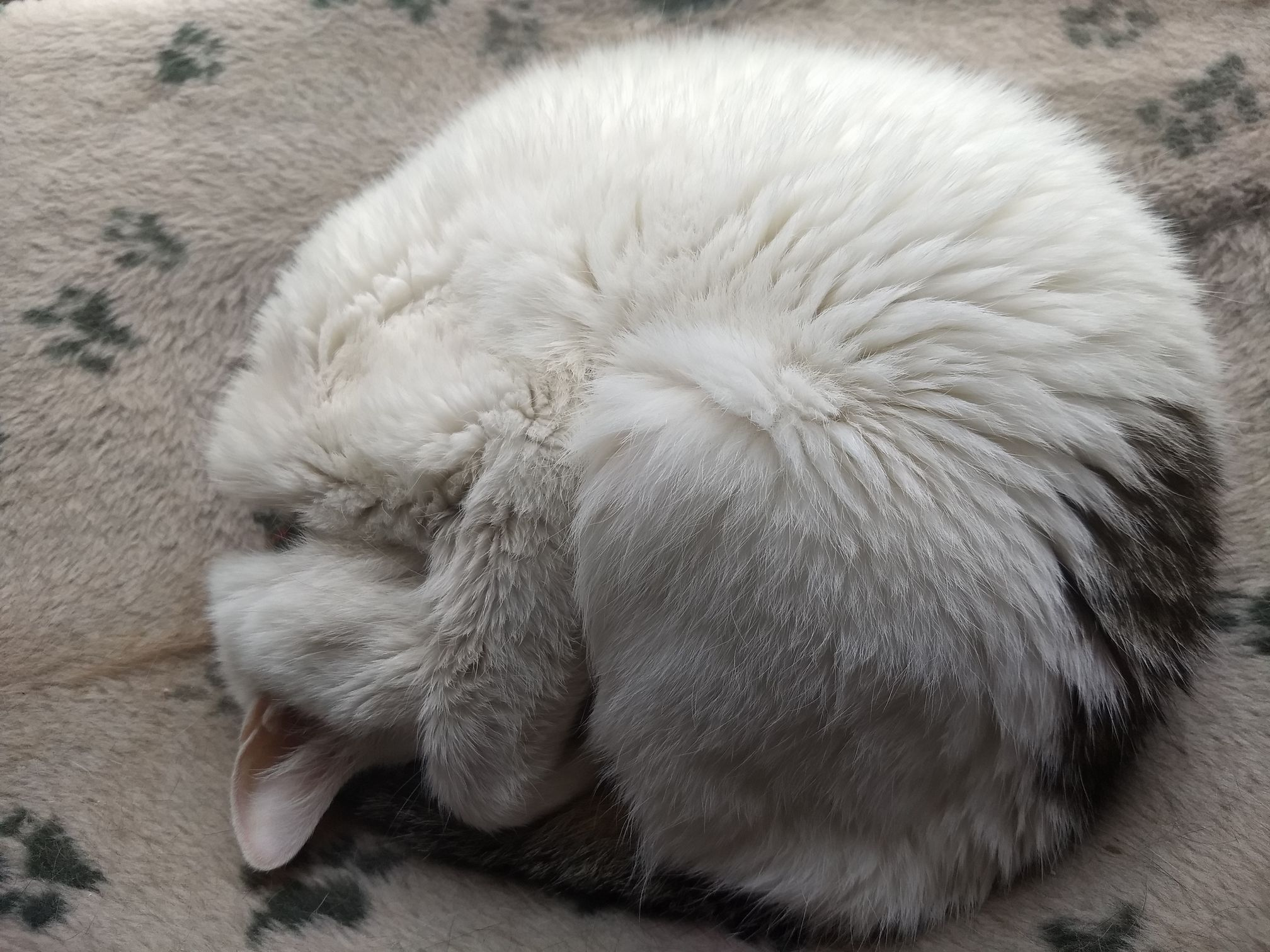 A white cat with brown mackerel tabby markings on her rear curled in a ball. Princess Leia Flanagan-Grannemann, 2006-2021.