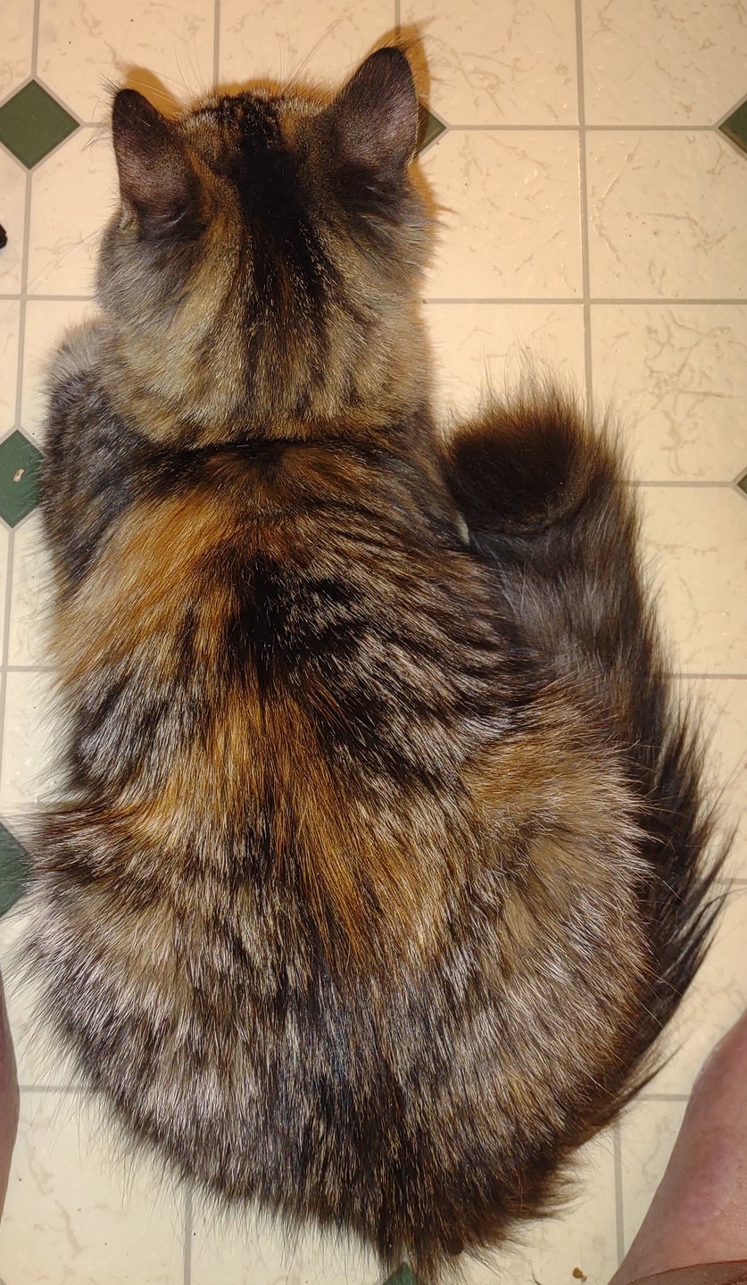 Breadloaf_Angel-transformed Angel in breadloaf or Sphinx mode on the kitchen floor, supervising her parents at their paper crafting.
