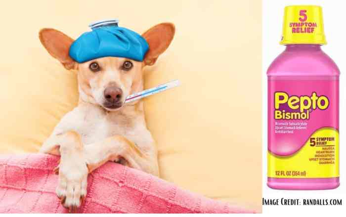 Pepto bismol for cats dosage per pound calculator