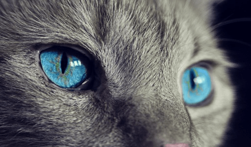 Na imagem, vemos um gatinho com olhos azuis, simbolizando uma identidade visual de uma marca comercial. Trata-se de uma apresentação de sua empresa no mercado global de relações de comércio.