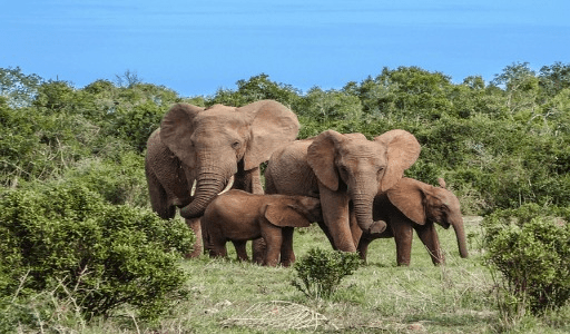 Pequena manada de elefantes resistente a impactos caminhando junta, incluindo filhotes ao lado dos adultos, transmitindo força, proteção e união em um ambiente natural. assim é o acrilico.
