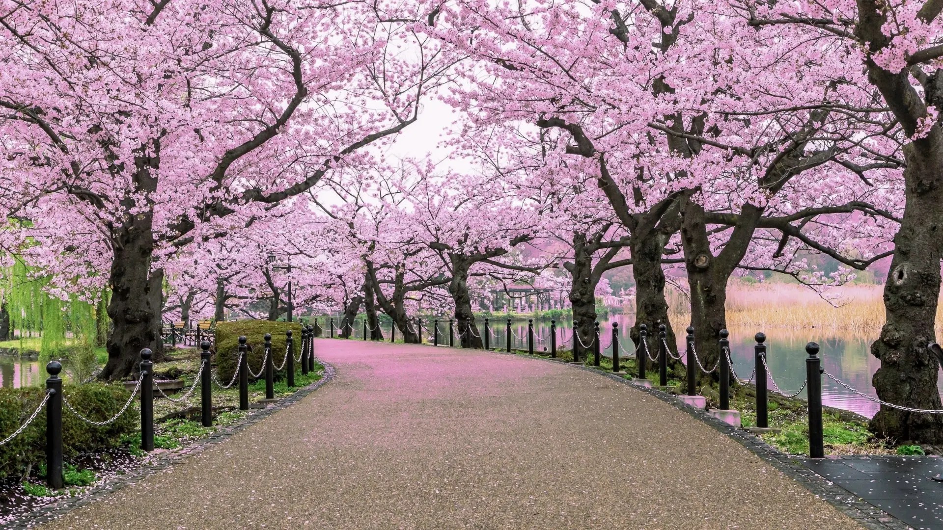 Primavera