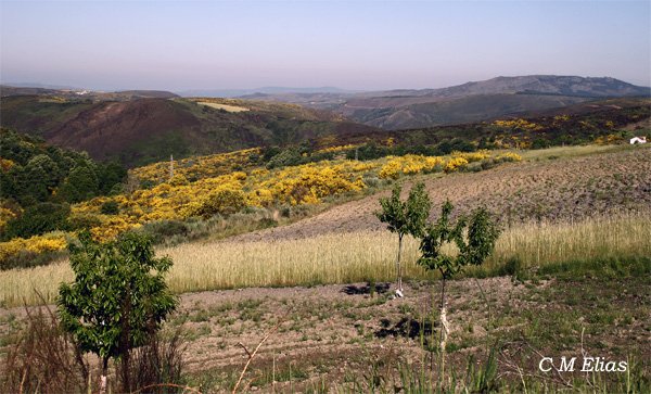 The Coroa Mountains, Moimenta zone on the border, where the landscape is formed by open land and woods. (Photo: CM Elias)