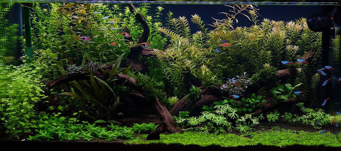 Provide services aquascape manufacture and maintenance, together with the perminaan equipment good accessories aquarium machines, iron or wood shelves, . Aquascaping Tanks Aquariums Supplies Rocks Ideas Sevenports