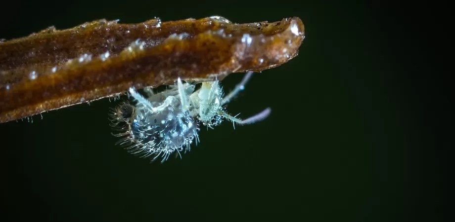 Păduchii sunt mici paraziți care trăiesc în păr și pe scalp. Pediculoza Cauze Simptome Tratament Sfaturimedicale Ro