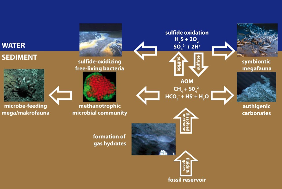 Research Ecological And Evolutionary Genomics Geomar - 4K Sunset Images for Desktop