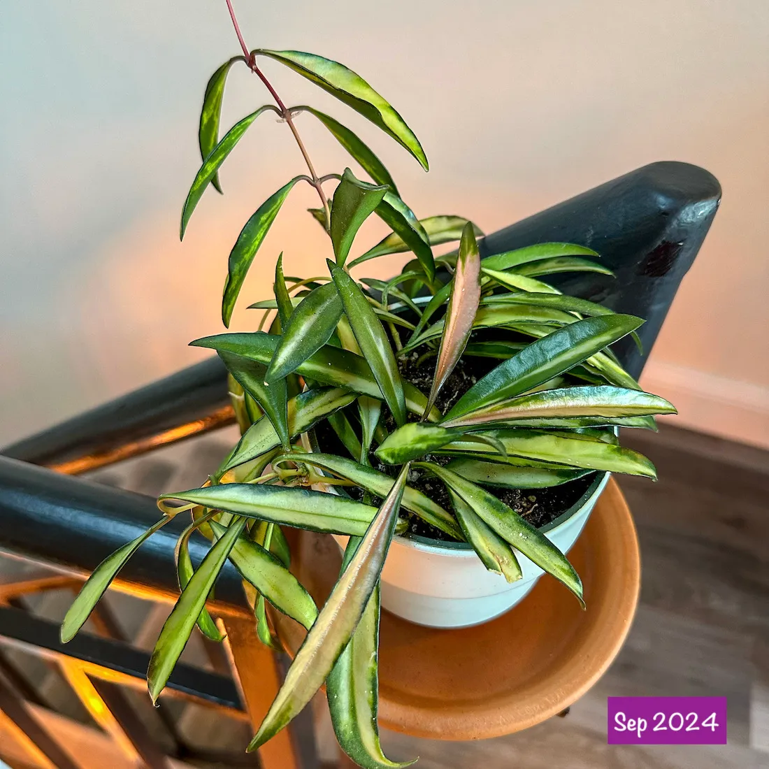 ① 吊り下げ Hoya clemensiorum クレメンシオラム 多肉植物