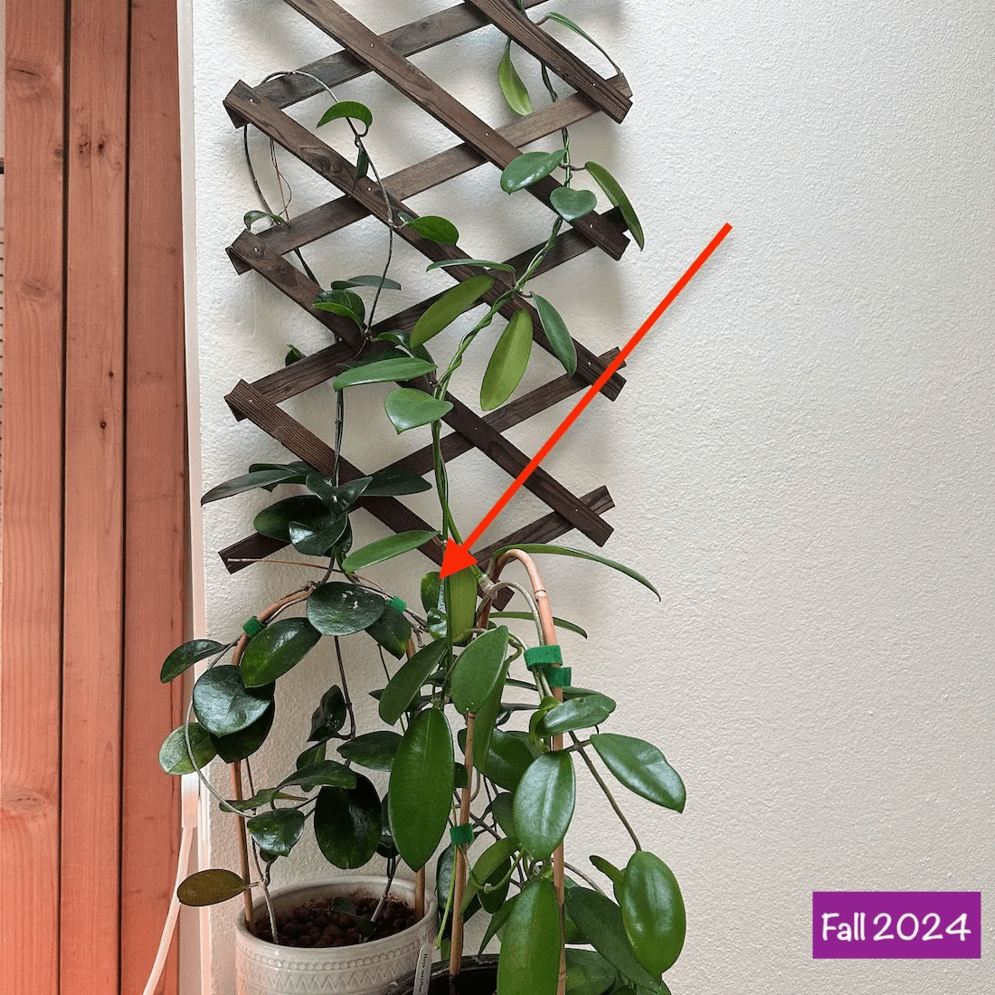 ホヤ (509) Hoya meliflua ホヤ メリフルア