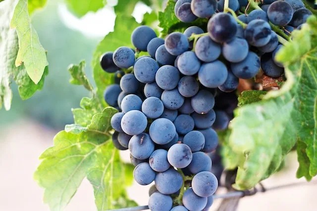 Investing in Wine Preservation is a Strategic Investment for Your Business