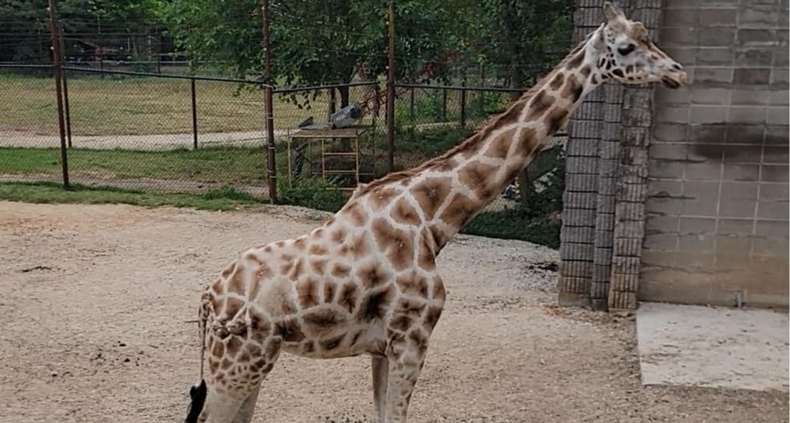Pokin Around: Gidget, one of the oldest giraffes in the nation