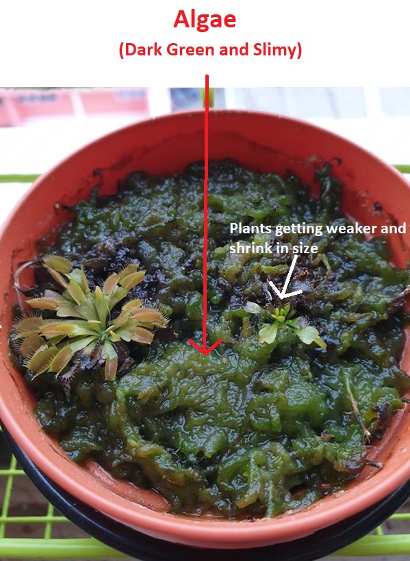 Venus Flytrap Growguide Sg Venusflytrap - Perfect Space Texture - 4K