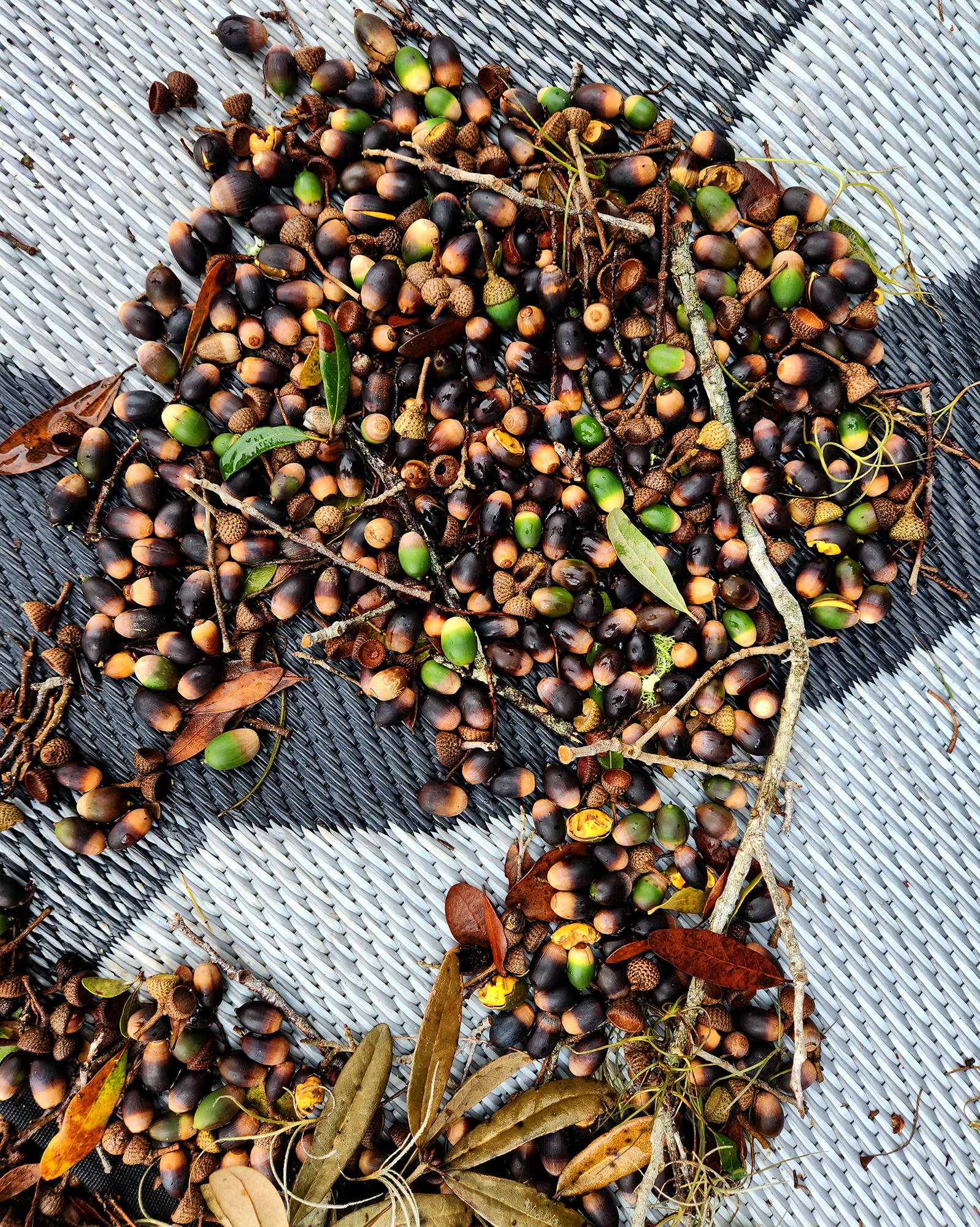Just a few of the acorns that pelted us!