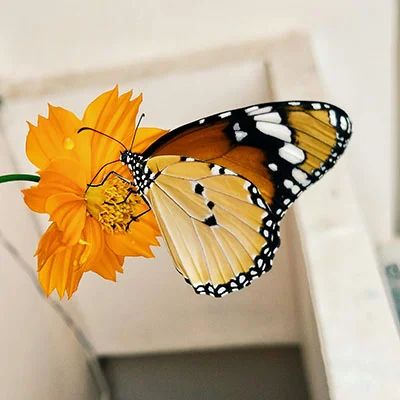 Github Lanshicai V2ray Node V2ray Node - Dark Photos - High Quality HD Collection