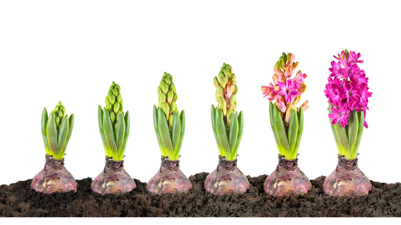 Shadow Work Coaching Trainings Flow Chart - Premium Colorful Image - Full HD