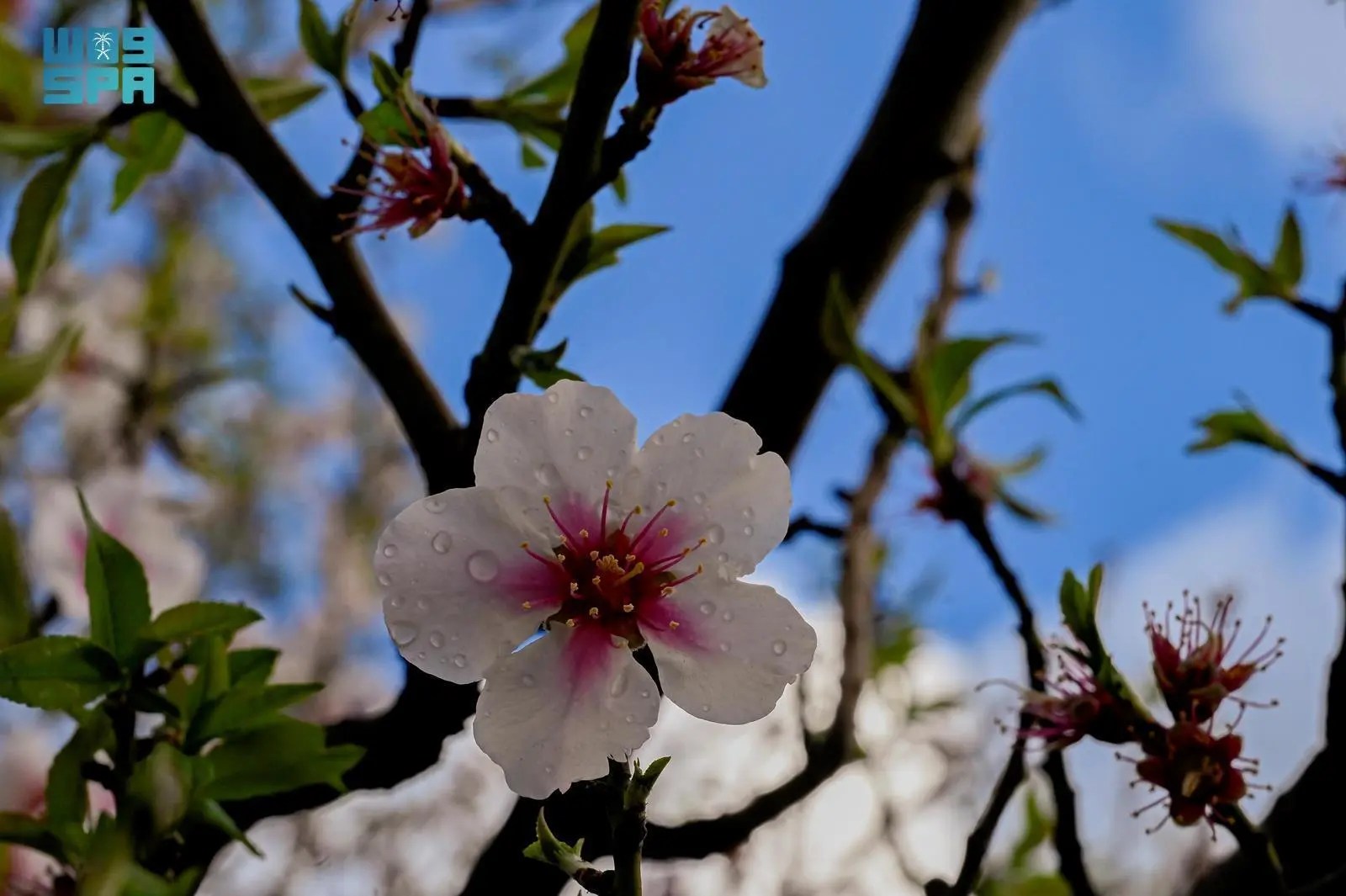 أشجار اللوز في الباحة تعزز تجارة المنتجات الزراعية وتضفي جمالًا طبيعيًا