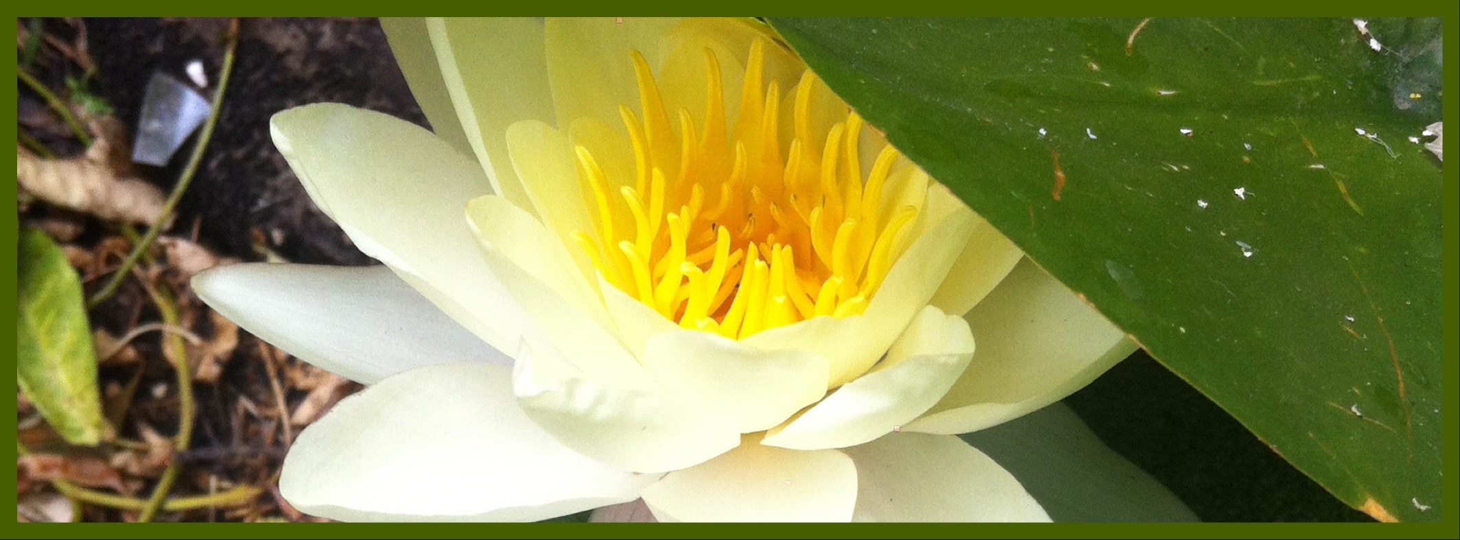 Lotus blooming from the mud
