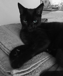 Clare the Cat
